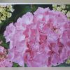 Grußkarte Blumen Hortensien – Bild 3