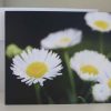 Grußkarte Blumen Gänseblümchen – Bild 3