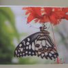 Grußkarte Schmetterling – Bild 3