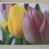 Grußkarte Blumen Tulpen – Bild 3