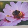Grußkarte Hummel auf Blüte – Bild 3
