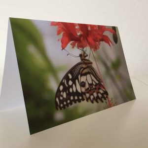 Grußkarte Schmetterling