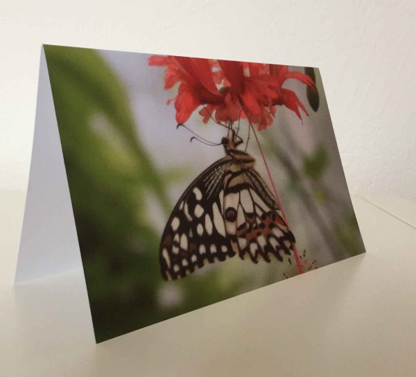 Grußkarte Schmetterling