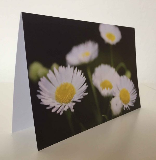 Grußkarte Blumen Gänseblümchen