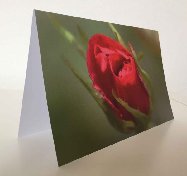 Grußkarte Blume Rose rot