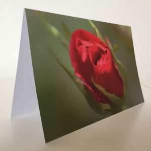 Grußkarte Blume Rose rot