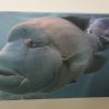 Grußkarte Fisch grau-blau – Bild 3
