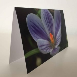 Grußkarte Blume Krokus (glänzend)