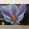 Grußkarte Blume Krokus (glänzend) – Bild 3