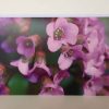 Grußkarte Blumen klein lila-violett (glänzend) – Bild 3