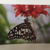 Postkarten-Set Blumen – Bild 4